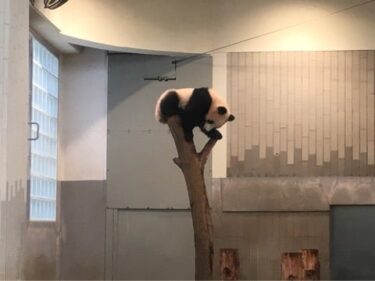 上野動物園 シャンシャン MAR.2018